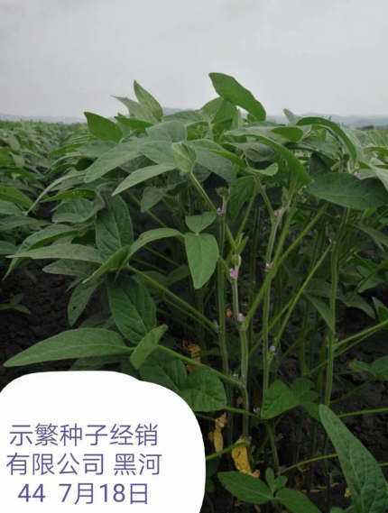 黑河44.png