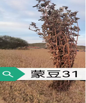蒙豆31-3.png