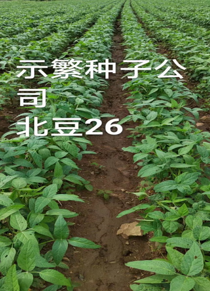北豆26.png