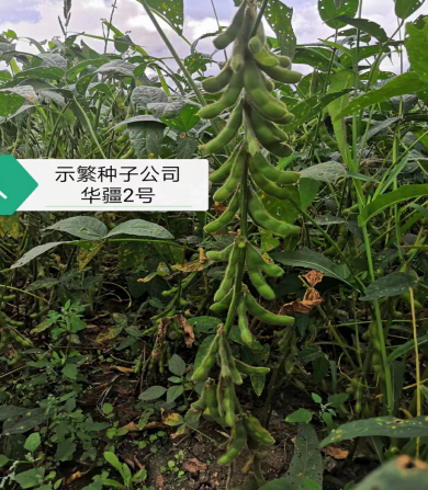 华疆2号.png