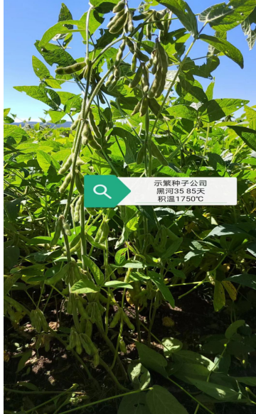 黑河35.png